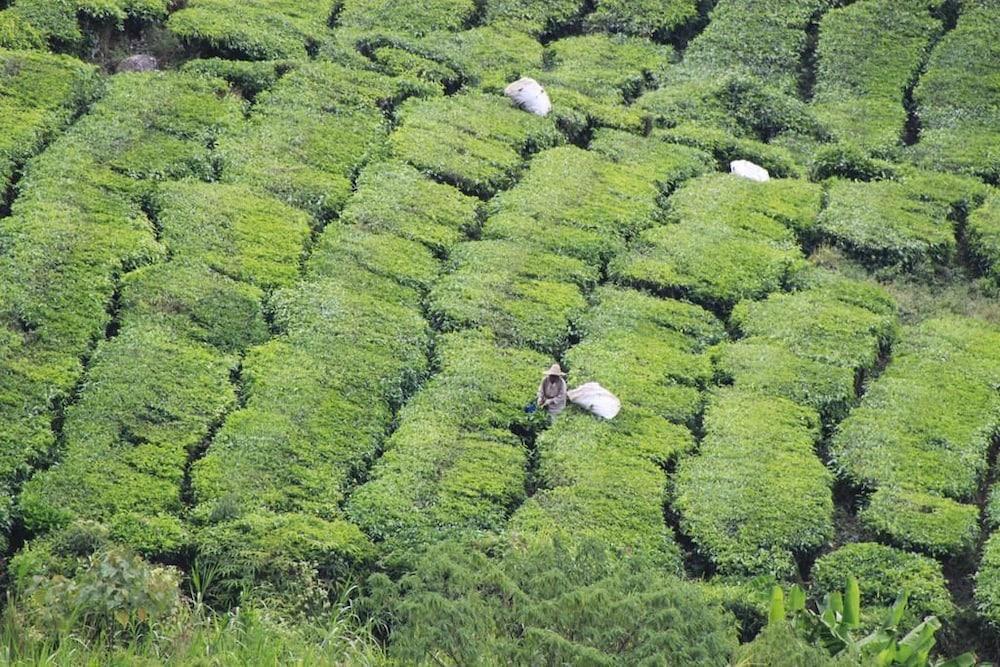 Hotel Double Stars Cameron Highlands Kültér fotó